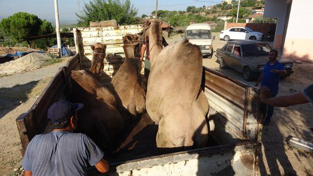 Aydın'da kurbanlık develere büyük ilgi