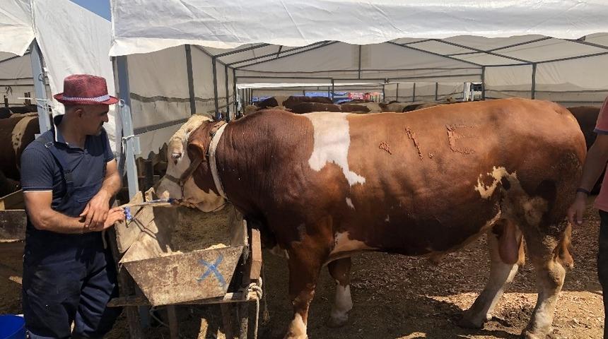 Sultanbeyli Belediyesi kurban satış ve kesim alanı havadan g&ouml;r&uuml;nt&uuml;lendi