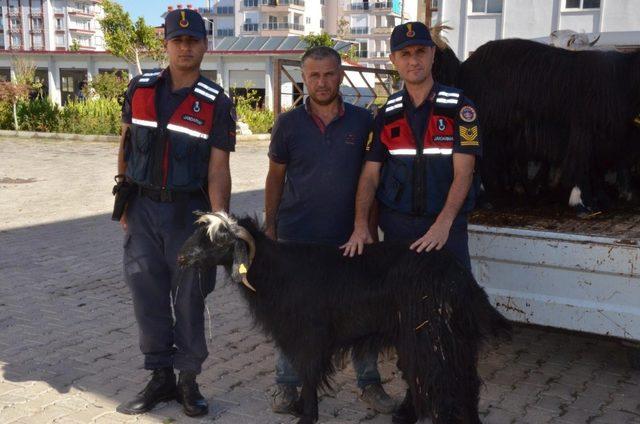 Sahte 23 bin TL vererek 17 kurbanlık alan şüpheliler yakalandı