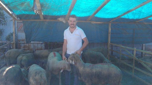 Kurbanlıklar elde kaldı 1