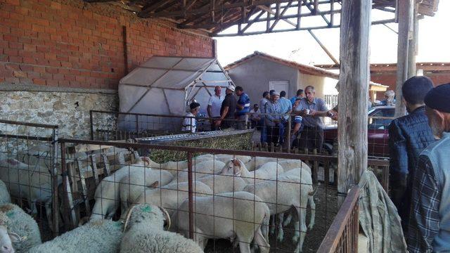 Kurbanlıklar elde kaldı 2