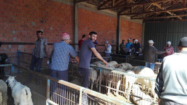 Kurbanlıklar elde kaldı 3