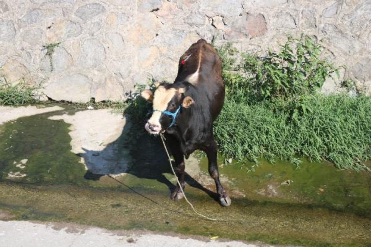 Ekipler seferber oldu! Kurbanlık dana firar etti