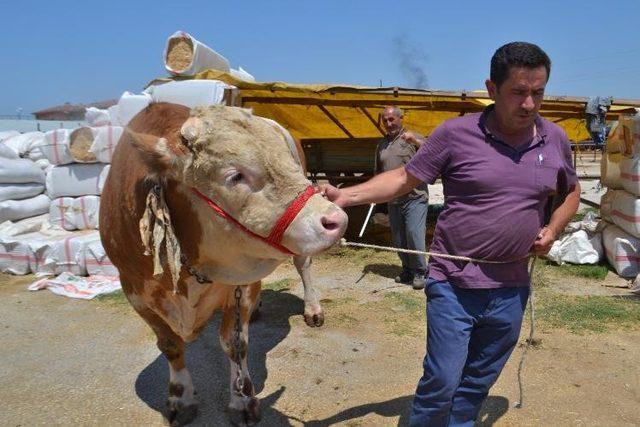 İnegöl’ün Aslan’ı satıldı