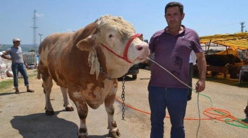 İneg&ouml;l&rsquo;&uuml;n Aslan&rsquo;ı satıldı