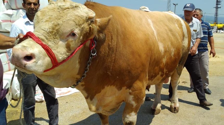 Kurban pazarının 1.5 tonluk 'Aslan'ı, rekor fiyata satıldı