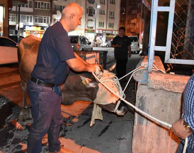 Sivas'ta ipini koparıp kaçan kurbanlık ineği polis yakaladı