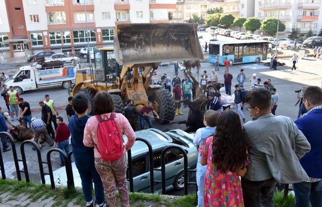Sivas'ta traktörlü, buldozerli kurban kesimi