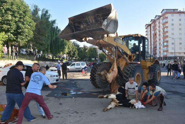 Sivas'ta traktörlü, buldozerli kurban kesimi