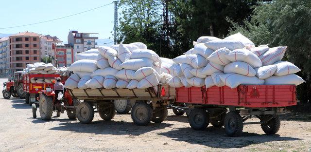 Üç ilçeden 2195 ton haşhaş kapsülü alımı yapılacak