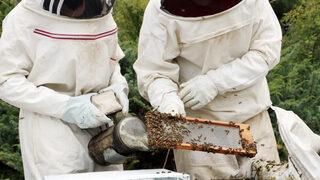 Türkiye'de ilk defa yapıldı! Arı zehrinin gramı 400 lira