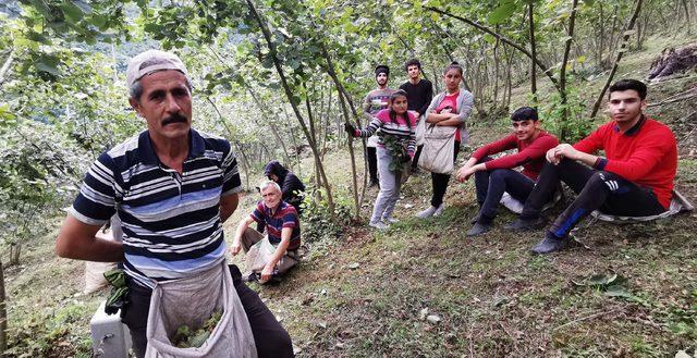 Mevsimlik işçiler bayramı fındık toplayarak geçiriyor