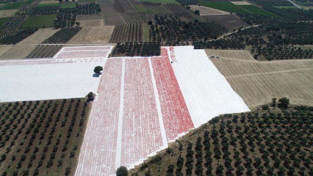 Manisa'da kurutmalık domatesler tarlalara serildi