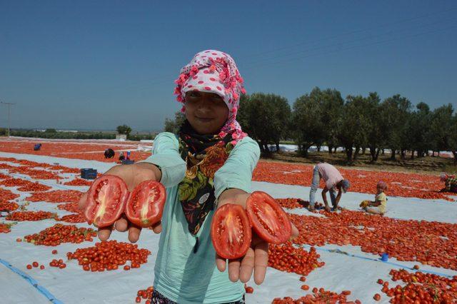 Manisa'da kurutmalık domatesler tarlalara serildi