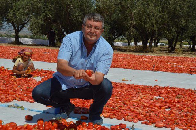 Manisa'da kurutmalık domatesler tarlalara serildi