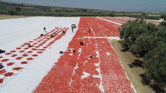 Manisa'da kurutmalık domatesler tarlalara serildi