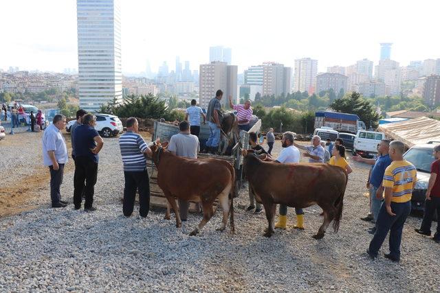 Kurban pazarında kesim gerginliği 