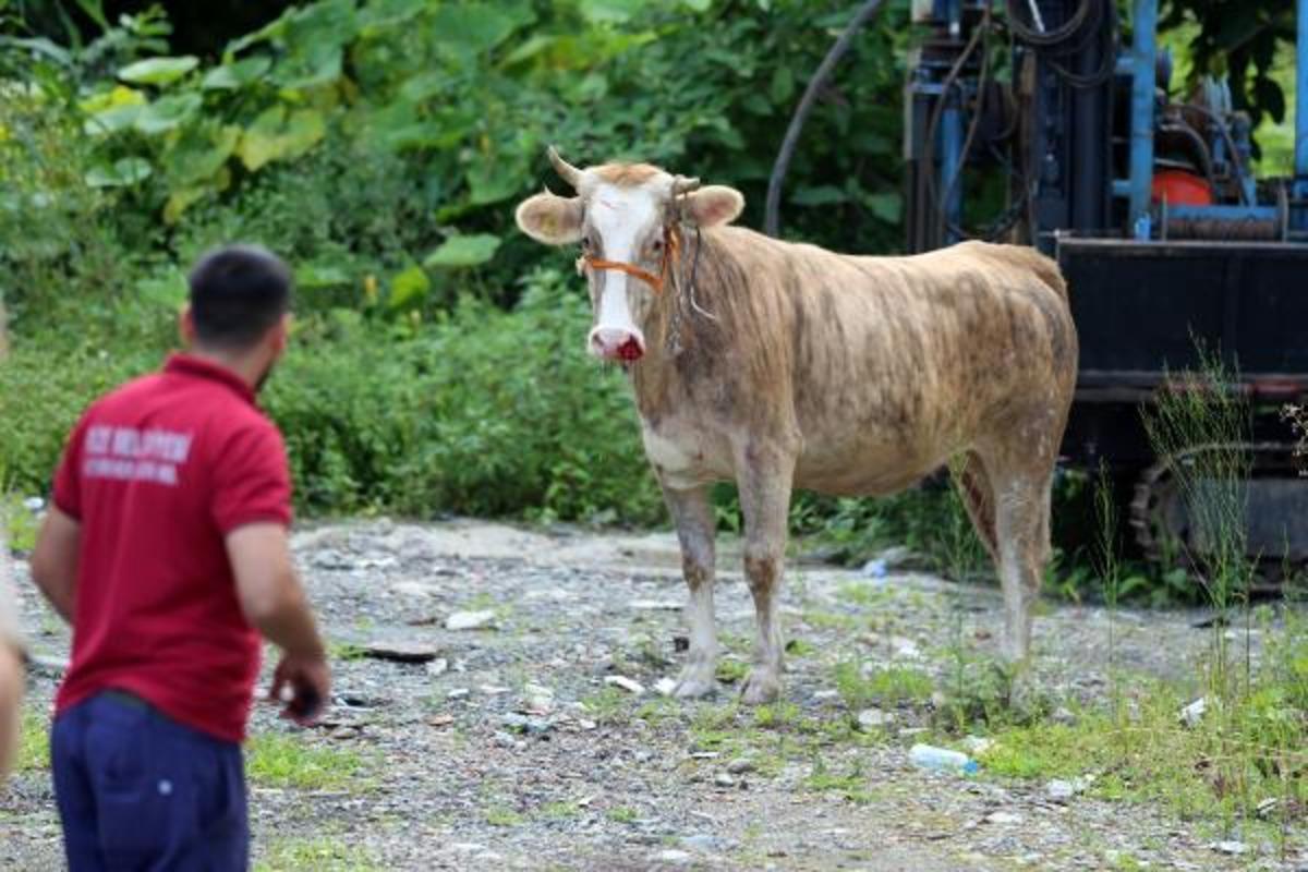 Rize'de ka&ccedil;an kurbanlıklar vatandaşları kovaladı!