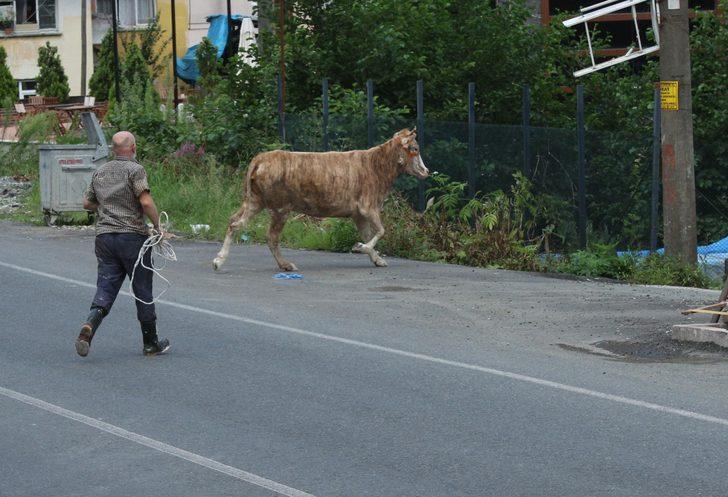 Rize'de kaçan kurbanlıklar vatandaşları kovaladı! G2