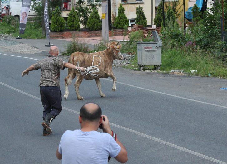 Rize'de kaçan kurbanlıklar vatandaşları kovaladı! G3
