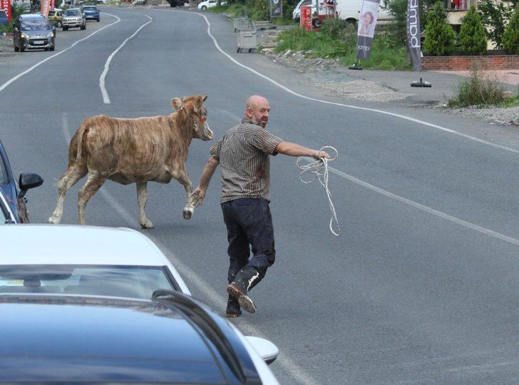 Rize'de kaçan kurbanlıklar vatandaşları kovaladı! G4