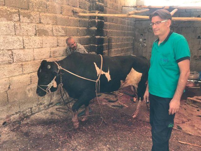 İpini koparan kurbanlık dana yanına kimseyi yaklaştırmadı