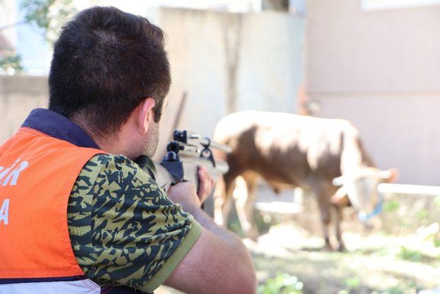 Kaçan kurbanlık boğa sahiplerini 20 kilometre peşinde koşturdu