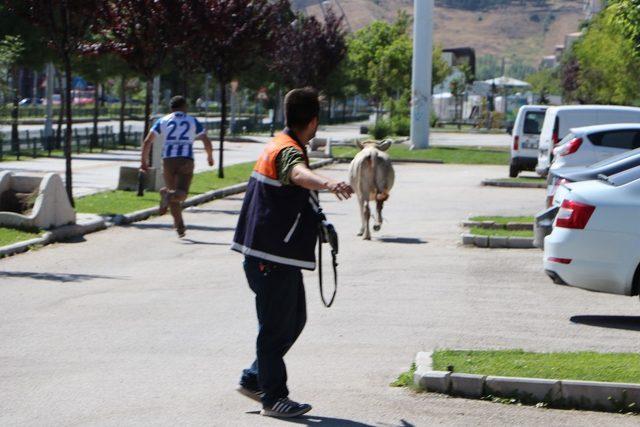 Kaçan kurbanlık boğa sahiplerini 20 kilometre peşinde koşturdu