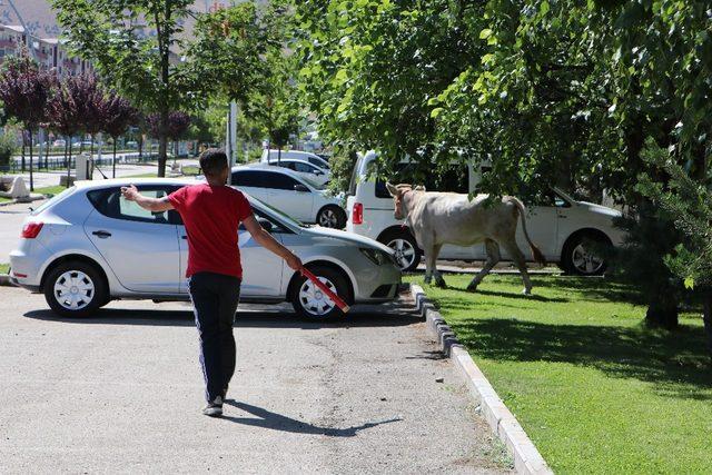 Kaçan kurbanlık boğa sahiplerini 20 kilometre peşinde koşturdu