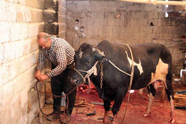 Kaçan kurbanlık boğa sakinleştirici iğne ile yakalandı