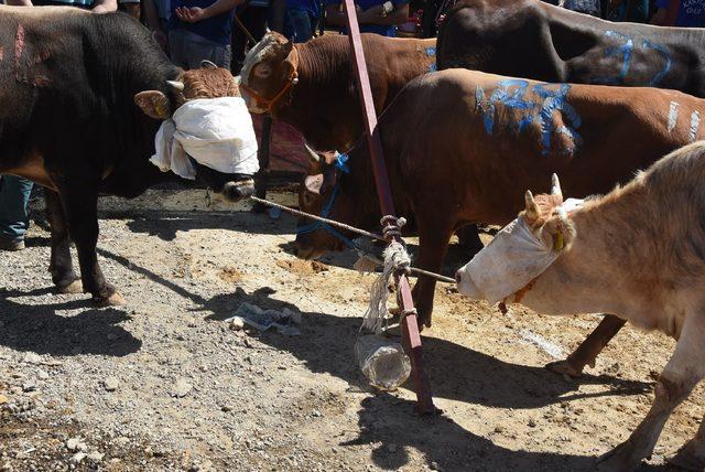 Kurbanlıklar gözleri bağlı şekilde bekletildi