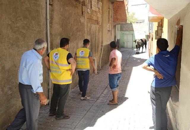 Haliliye’de kurban kesim alanlarında sıkı denetimler yapıldı