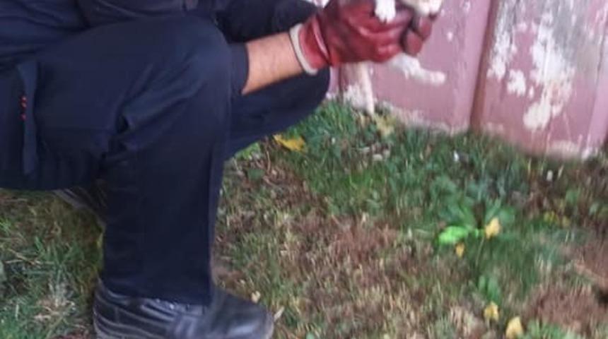 Mahsur kalan yavru kedi kurtarıldı