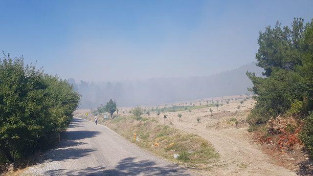 Savaştepe'de orman yangını (1)