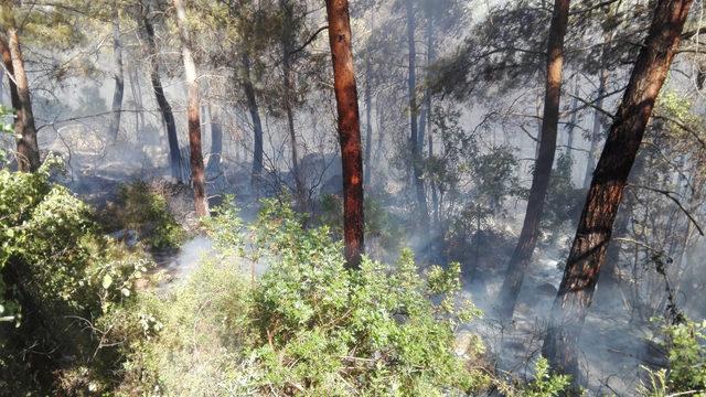 Kumluca'da orman yangını (2)