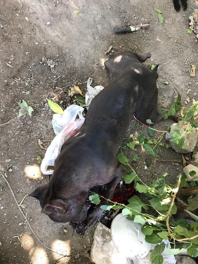 Pitbull sahibine saldırdı, polis vurarak kurtardı 1