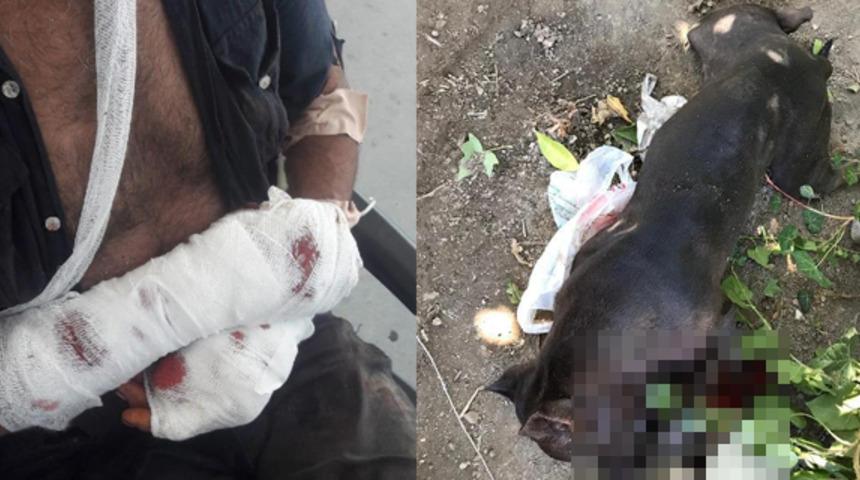 Pitbull dehşeti! Polis vurmak zorunda kaldı