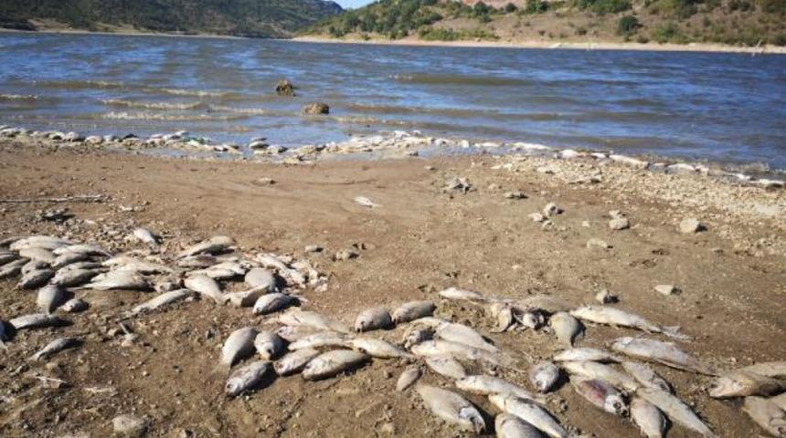 Boğazk&ouml;y Barajı'nda kıyıya vuran &ouml;l&uuml; balıklar tedirgin etti