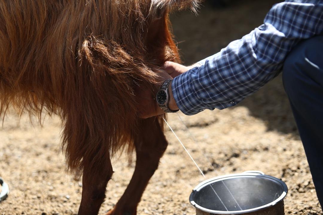 Bu ke&ccedil;ilerin s&uuml;tlerine b&uuml;y&uuml;k ilgi! 'Kansere iyi geliyor'