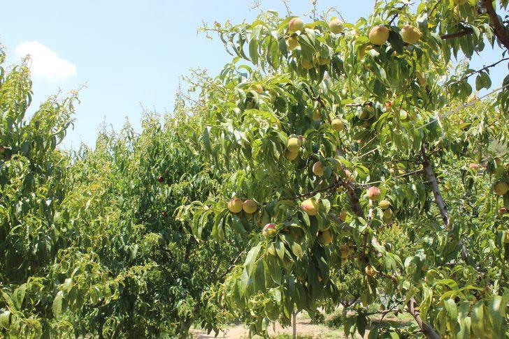 Bursa'daki bu bahçeyi görmek için dünyanın her yerinden geliyorlar G2