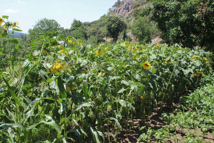 Bursa'daki bu bahçeyi görmek için dünyanın her yerinden geliyorlar G3
