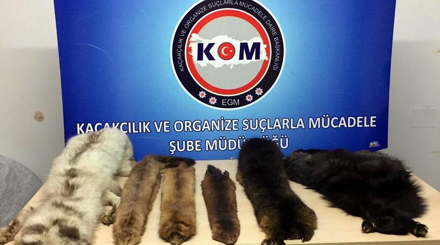 Bolu'da yabani hayvan postları ele geçirildi