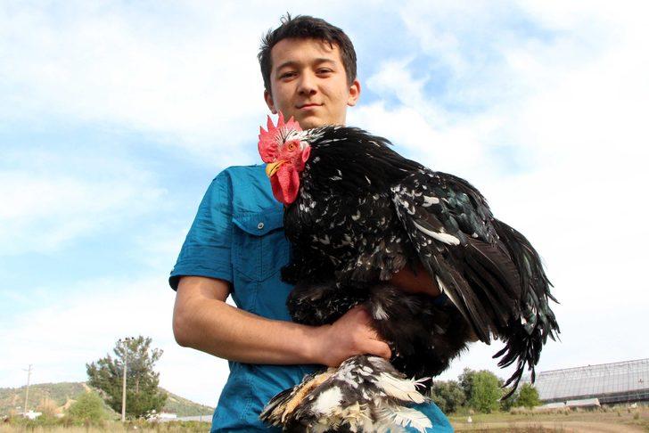 Bu horozların fiyatı ikinci el kadar G1