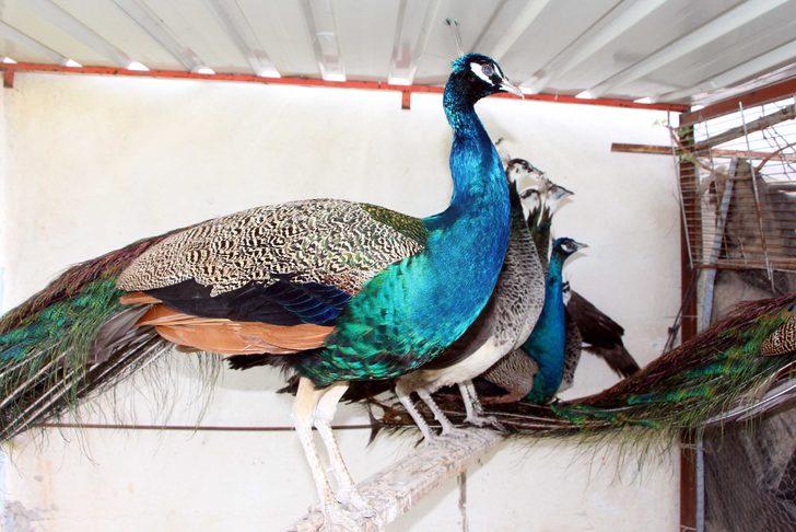 Bu horozların fiyatı ikinci el kadar G2