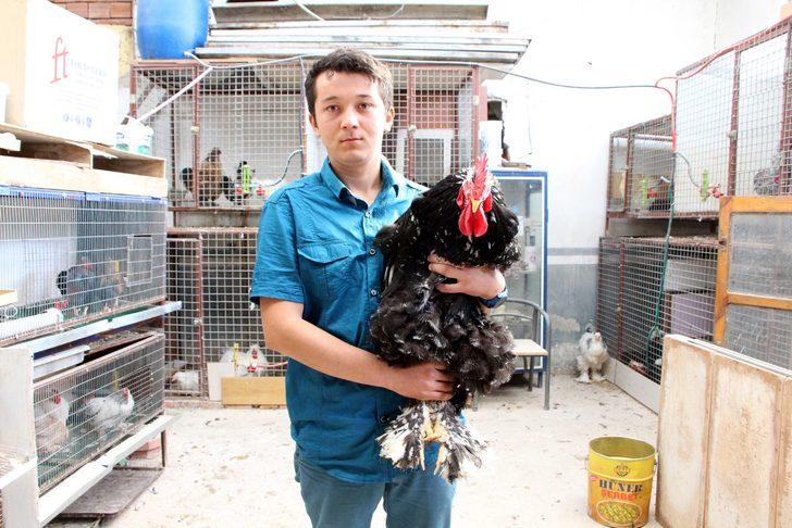 Bu horozların fiyatı ikinci el kadar G4