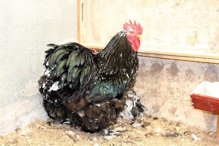 Bu horozların fiyatı ikinci el kadar G5