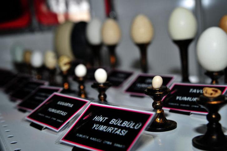 Yumurta kabuklarını işleyerek geçimini sağlıyor G1