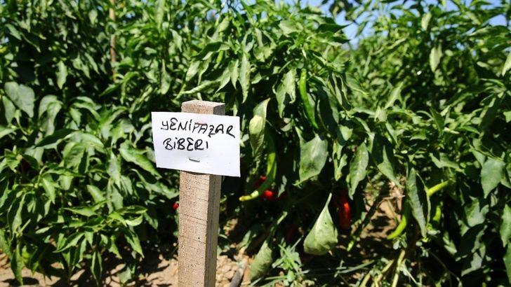 Aydın Büyükşehir Belediyesi yerel tohumlara sahip çıkıyor G4