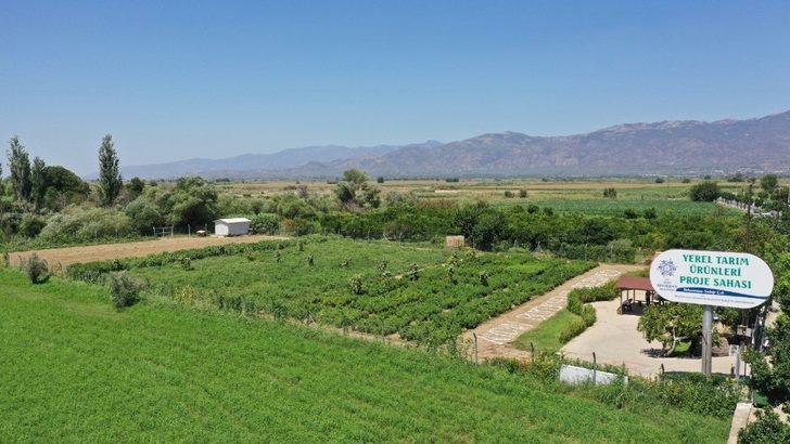 Aydın Büyükşehir Belediyesi yerel tohumlara sahip çıkıyor G5