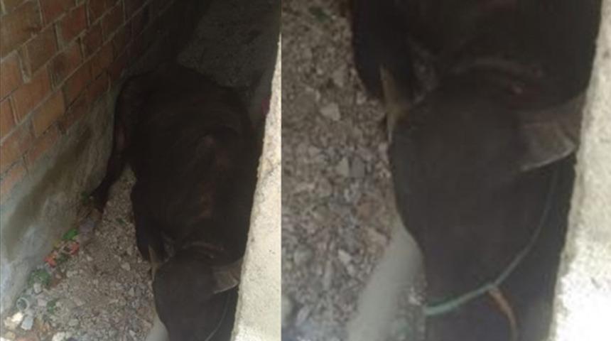 Sahibinden kaçan kurbanlık iki bina arasında sıkıştı